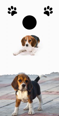 Beagle Lovers Themed Custom Cornhole Board Design