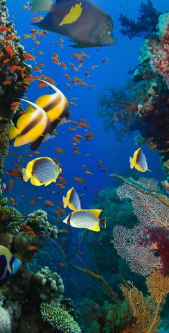 Coral Reef with Tropical Fish