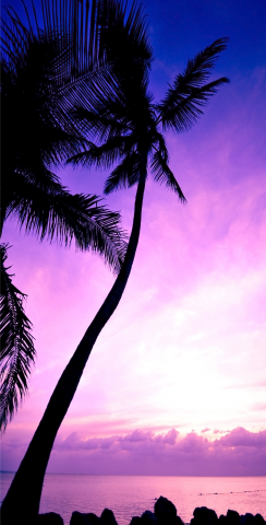 Palm Tree Sunrise