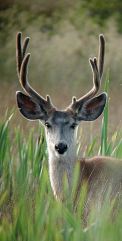 Mule Deer in Wetlands