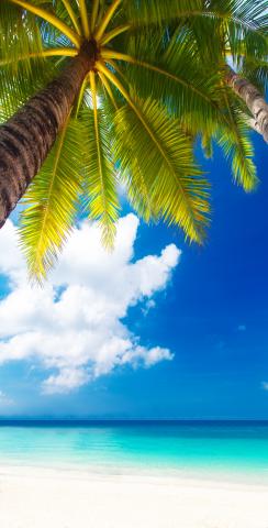 Palm Tree Overlooking the Beach Custom Cornhole Design