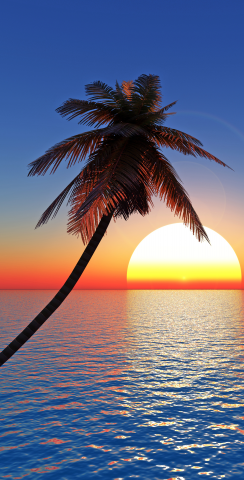 Palm Tree Sunset