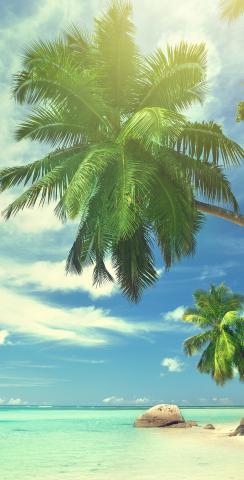 Palms Off The Beach on a Sunny Day Themed Custom Cornhole Board Design