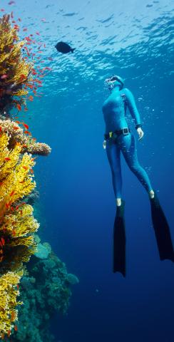 Girl Scuba Diving by Reef Themed Custom Cornhole Board Design