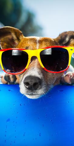 Summer Dog Themed Custom Cornhole Board Design