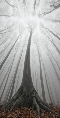 Trees in a Foggy Forest