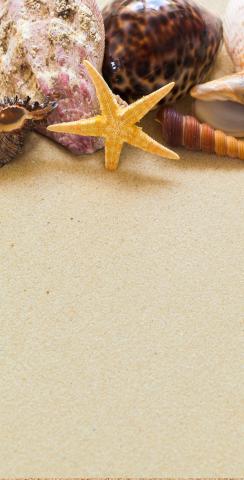 Beach Sand with Shells Background