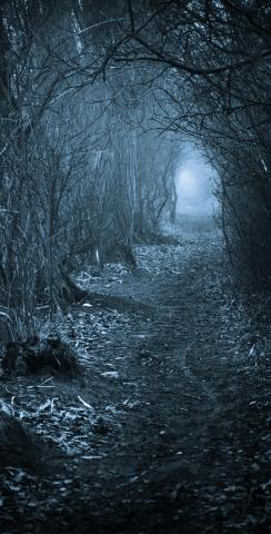 Spooky Dark Forest